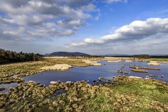 A wide shot of a wetland in the sunshine, with woodland to the left and a blue, cloudy sky.