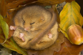 Hibernating dormouse ©Danny Green