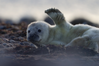 A grey seal pup with its flipper in the air