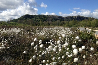 Image of cottongrass at Foulshaw Moss Nature Reserve credit Bex Lynam