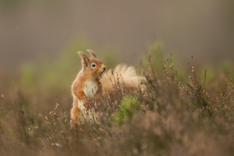 A red squirrel standing on its hind legs among heather