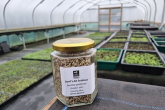 Harvested wild flower seed in a jar from Gosling Sike nursery