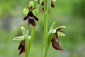 Image of fly orchid credit Philip Precey