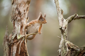 A red squirrel perching on a branch
