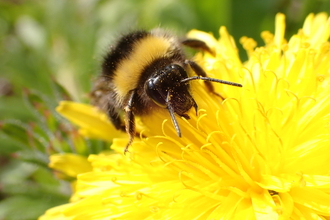 A bumblebee on a bright yellow dandelion