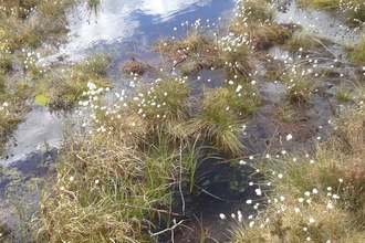 Image of cottongrass credit Cumbria Wildlife Trust