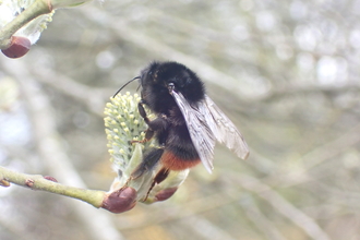 Red tail queen photo Charlotte Rankin