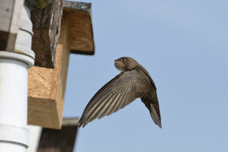 Swift photo Nick Upton