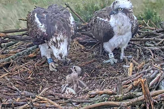 Image of ospreys and three chicks at Foulshaw Moss May 2022