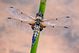 September - Four-spotted chaser dragonfly © John Cobham