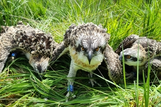 Image of three osprey chicks at Foulshaw Moss Nature Reserve 2022 credit Cumbria Wildlife Trust