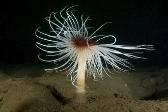 Image of fireworks anemone in Irish Sea credit Paul Naylor