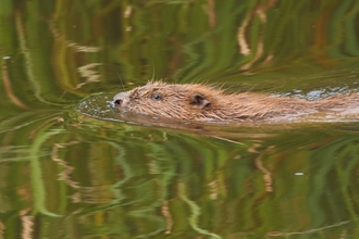 Image of female beaver credit Mike Symes