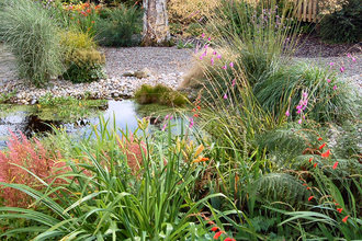 Wildlife pond surrounded by plants