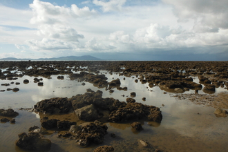 Image of Honeycomb worm reef at Allonby Bay on Solway Firth credit NWIFCA