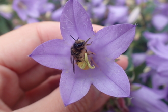Bellflower Blunthorn Bee (c) Charlotte Rankin