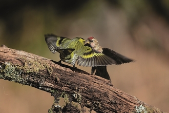Image of siskin and redpoll face off credit Malcolm Welch Photography Competition 2021