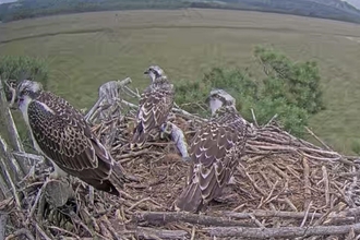 Image of three osprey chicks on nest 21 July 2022