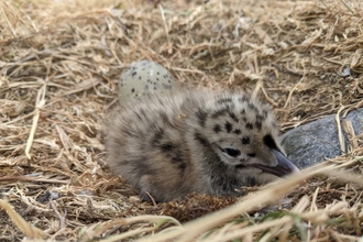 Image of gull chick at South Walney Nature Reserve credit Cumbria Wildlife Trust