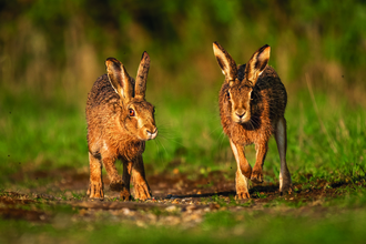 Hares by Simon Roberts