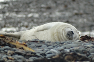 Seal pup at South Walney 2022 Photo Cumbria Wildlife Trust