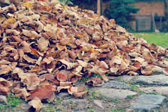 Pile of leaves