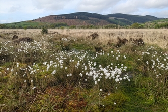 Image of Black Moss credit Cumbria Wildlife Trust