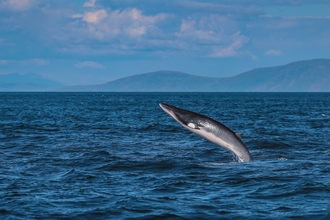 Image of minke whale credit Tom McDonnell