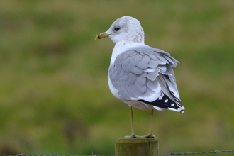 A gull facing away from the camera, standing on a fence post