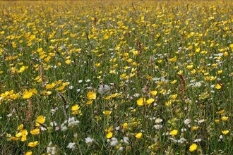 Image of hay meadows credit Cumbria Wildlife Trust