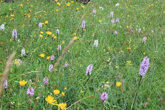 Brown Robin meadow orchids copyright Cumbria Wildlife Trust