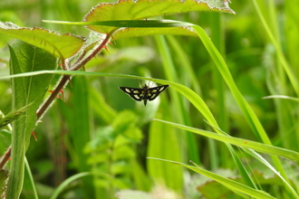  RS17609_White-spotted Sable 2, Latterbarrow, 24-5-22-scr Credit Chris Scaife