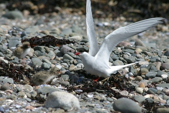 Image of Arctic tern and chick on shingle credit J Sheldon