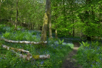 Dorothy Farrer's Spring Wood copyright John Morrison