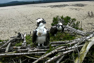 Image of two ospreys at Foulshaw Moss Nature Reserve