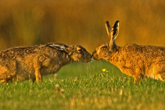 Two hares touching noses copyright Russell Savory
