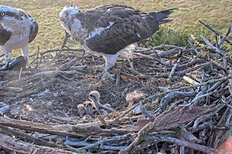 Foulshaw Moss 2023 chicks