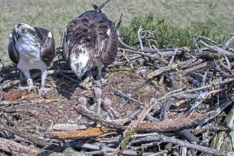 Image of three osprey chicks being fed on nest at Foulshaw Moss Nature Reserve