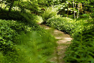 A view of a path through a dense, green woodland