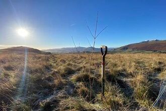 Tree planted at Eycott Hill credit The World of Beatrix Potter Attraction 