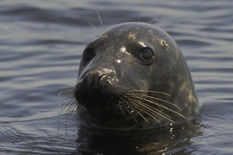 Grey seal - 2020VISION Divers, Alex Mustard and Ben Burville, working in the waters around the Farne Islands, Northumberland © Rob Jordan/2020VISION