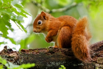 Image of red squirrel at High Close credit Paul Burke