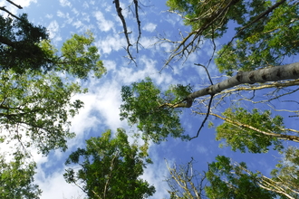 Image of trees affected by ash dieback credit Barnaby Wylder Forestry Commission