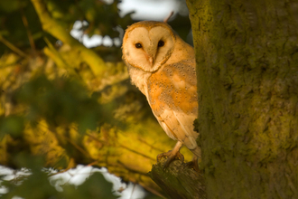 Barn owl in a tree copyright Russell Savory