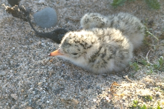 Image of two little tern chicks at South Walney Nature Reserve