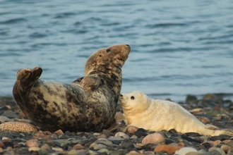 seal mother and pup at south walney nature reserve credit emily baxter