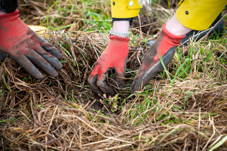 Plug planting, Penrith 2023