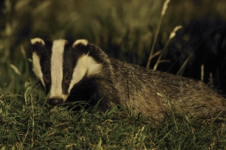 badger credit andrew parkinson -2020Vision