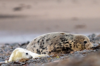 a grey seal mother and pup at south walney nature reserve