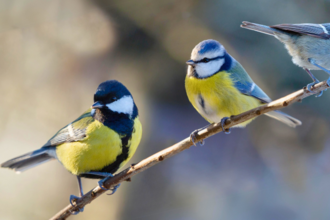 A blue tit, a great tit and a coal tit perching on a branch.